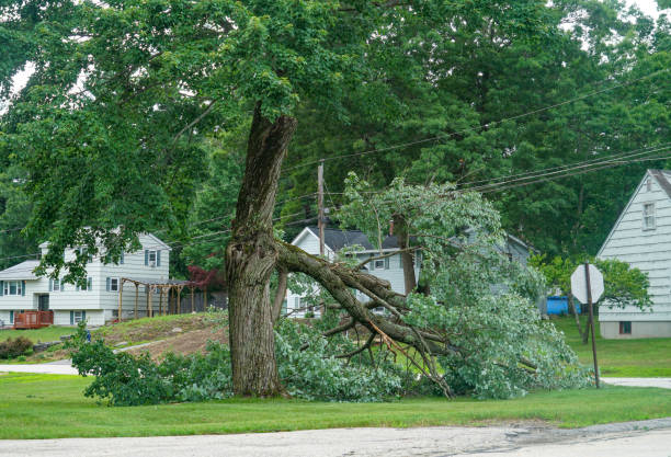 Residential Tree Removal in Social Circle, GA